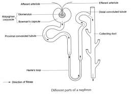 Urine Formation Anatomy Of Nephron Composition Videos And