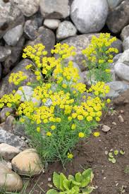 Image result for Euphorbia schimperiana