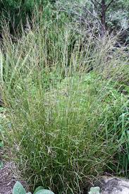 Image result for Panicum eickii