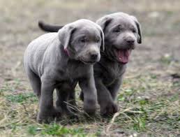 To learn more about each adoptable dog, click on the i icon for some fast facts or click on their name or. Labrador Puppies For Sale Silver Labs For Sale Dog Training Dog Boarding Serenity Ranch Kennels