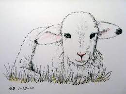 Lamb Sheep Drawing Realistic Animal Drawings Animal Drawings
