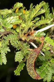 Image result for Acacia quiterajoensis