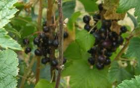 We did not find results for: Currants Whitman Farms Page 5