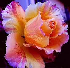 Specifically, there were claims from consumers stating that flower orders never arrived, or. 460 Flowers 1 Ideas Flowers Beautiful Flowers Pretty Flowers