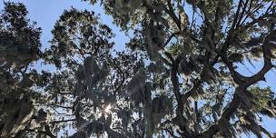 Meet your Forest: Tree and Fungi Walk and Talk