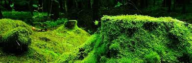 Moos Konservieren So Geht S In 2020 Moos Pflanzenteile Grun Farbe