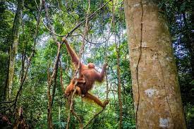 Flora Dan Fauna Asia Tenggara