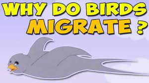 Learn Why Birds Migrate Migration Preschool Winter Preschool Kindergarten Science