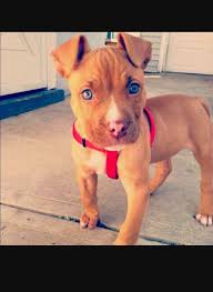 Light Skin Dog Cute Red Nose Pitbull Puppies Pitbull Puppy Pitbull Puppies