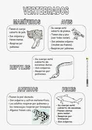 El síndrome proteus es una enfermedad congénita que ocasiona un crecimiento no proporcional de la piel y un desarrollo anormal de los huesos, acompañado, por lo general, de tumores por la mayor. 20 Ideas De Animales Animales Clasificacion De Animales Ciencia Animal