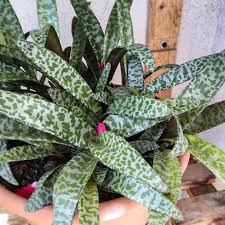 Image result for Ledebouria Unidentified sp. no6.