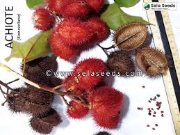 Image result for Bixa orellana