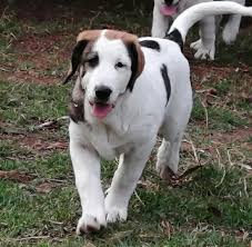 Jake is a black tri with blue eyes. Alabai Australia Home Facebook