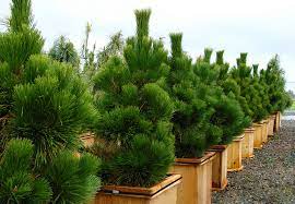 Thunbergii no comments have been posted regarding how to prune japanese black pine. Thunderhead Pine Pinus Thunbergii Thunderhead Revolutionary Gardens