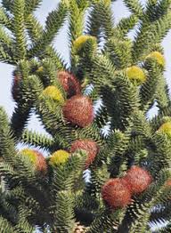 Image result for Arauk rie Araucaria