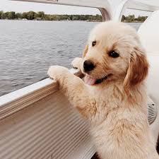 0414touch Golden Retriever Yavrusu Sevimli Kopek Yavrulari Evcil Hayvanlar