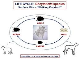 Image result for what do Cheyletiella look like in dog fur