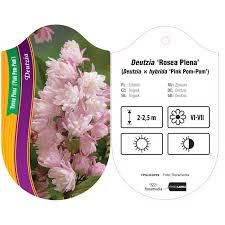 Image result for Deutzia hybrida Pink Pompon