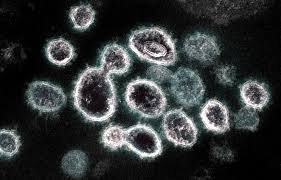 It was first identified in december 2019 in wuhan,. People Shed Coronavirus Early But Most Likely Not Infectious After Recovery