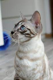 Pin On Bengal