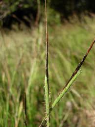 Image result for Heteropogon contortus