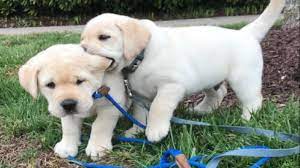 To adopt the labrador puppy, there are lots of pet shop in your cities and website where you will find lots of labrador puppy for sale in goa.but the most important questions while adopting labrador puppies are Labrador Puppy For Sale In Goa Pure Breed
