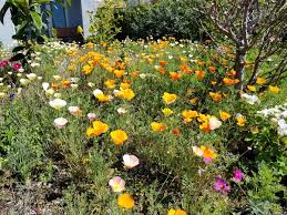Fall plantings should be late enough so that seeds do not germinate until spring. How Long Does It Take Wildflower Seeds To Come Up Quora