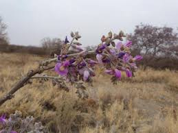 Image result for Philenoptera nelsii