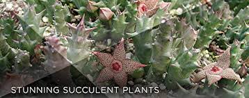 Pests And Diseases Of Succulent Plants Including Cacti