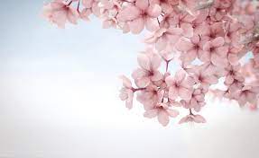 Wallpaper keren background ppt keren gambar background keren background keren 3d. Sakura Wallpaper High Resolution Download Wallpaper Laptop Hd Bunga Sakura Gambar Bunga Wallpaper Laptop