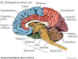 Zix5gazat Jpg 1400 1052 Brain Diagram Brain Anatomy Brain Anatomy And Function
