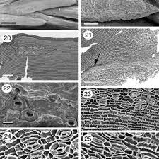 Image result for Asterochaete angustissima
