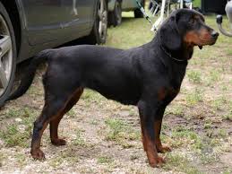 Image result for slovenský kopov