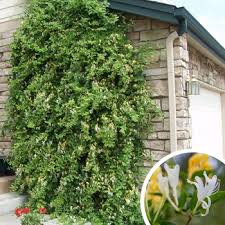 Image result for Lonicera confusa