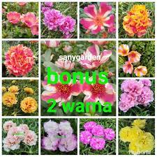 Terdapat beberapa jenis bunga portulaca, ada yang kelopak single adapula yang tumpuk. Bibit Bunga Krokot Paket 13warna Seri Import Lazada Indonesia