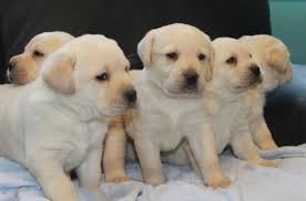 Lovely 100% shih tzu puppies looking for their forever homes, conceived in the garden, born and raised in ou Labrador Dog Price Range Where To Buy Labrador Retriever Puppies