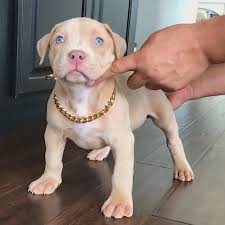 Pitbull Puppies Video In 2020 Pitbull Puppies Puppies Pitbull Terrier