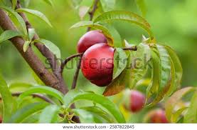 Image result for Prunus persica