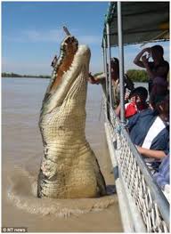 Boleh dimakan semua yang berada di laut kecuali. Dari Mimpi Nelayan Temukan Buaya Di Pulau Tanakeke Okezone News