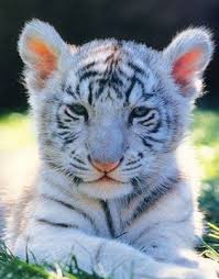 Black And White Baby Tiger Pictures Pin On Bengal