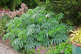 Image result for Melianthus major