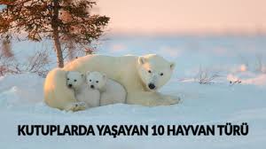 Kutuplarda Yasayan 10 Hayvan Turu 2020 Kutup Ayilari Ayilar Hayvan