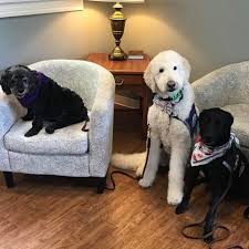 The Therapy Trainees Are Doing A Great Job Gotyoursix Gy6 Therapydog Therapy Servicedogsofinstagram Therapydogsofinsta Dogs With Jobs Therapy Dogs Dogs