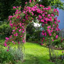 Collection with 3458 high quality pics. How To Care For Roses The Home Depot