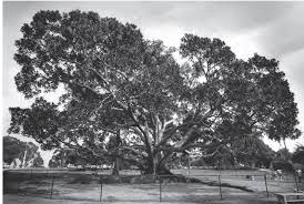 Santa barbara's moreton bay fig tree located in santa barbara, california is believed to be the largest ficus macrophylla in the united states. A Moreton Bay Fig Tree And San Diego Memory San Diego History Center San Diego Ca Our City Our Story