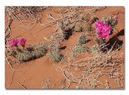 Some cactus plants have needles. Desert Plant Survival Desertusa