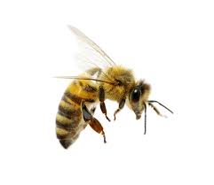 Honey Bee Png 54 Png Group Romolagarai Org Bee Images Bee Pictures Bee
