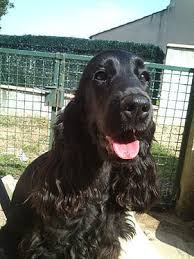 Cocker Spaniel Anglais Chiot Cocker Cocker Anglais Cocker