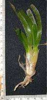Image result for Thalassia hemprichii