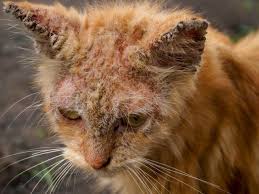 Tapi kali ini kita tidak hanya membahas mengenai bulu ketiak namun mengenal teknologi berbasis cahaya sebagai cara menghilangkan bulu permanen. Simak Obat Kutu Kucing Untuk Kebersihan Kucingmu Blibli Friends